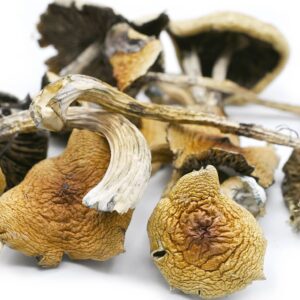 Golden Teacher-silver line magic mushrooms