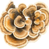 Turkey Tail Mushroom-silverlinemagicmushrooms