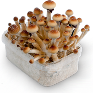 Golden Teacher-silver line magic mushrooms