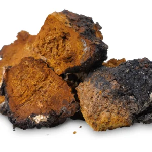 Chaga Mushroom UK-silverlinemagicmushrooms